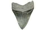 Fossil Megalodon Tooth - South Carolina #365735-2